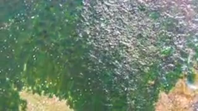 LA BOCANA BCS MEXICO-2022: Waves Breaking on Seaweed-Lined Ocean Floor