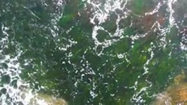 LA BOCANA BCS MEXICO-2022: Shallow Water Seaweed and Foamy Currents