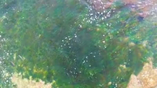 LA BOCANA BCS MEXICO-2022: Shallow Water Seaweed and Rolling Waves