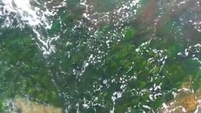 LA BOCANA BCS MEXICO-2022: Seaweed in Shallow Water with Gentle Waves