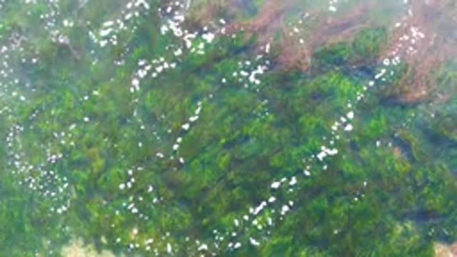 LA BOCANA BCS MEXICO-2022: Seagulls Over Seaweed and a Crashing Wave