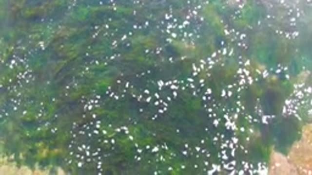 LA BOCANA BCS MEXICO-2022: Green Seaweed and Bubbles in Shallow Water
