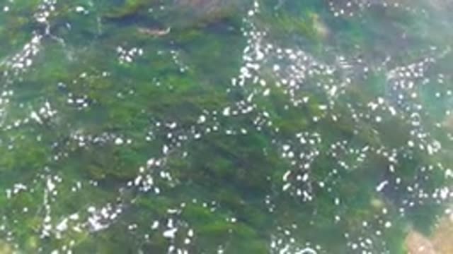 LA BOCANA BCS MEXICO-2022: Clear Water with Seaweed and Surface Bubbles