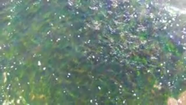 LA BOCANA BCS MEXICO-2022: Clear Water with Submerged Seaweed and Bubbles