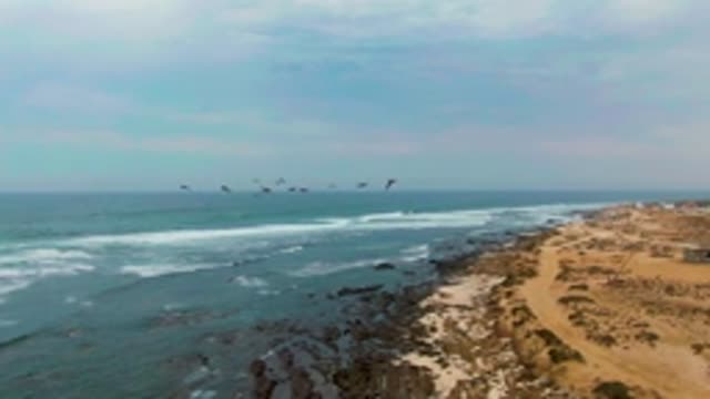 LA BOCANA BCS MEXICO-2022: Flock of Birds Flying over Ocean and Beach