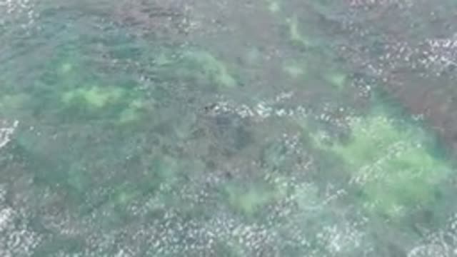 LA BOCANA BCS MEXICO-2022: Shallow Ocean Water with Marine Life and Waves