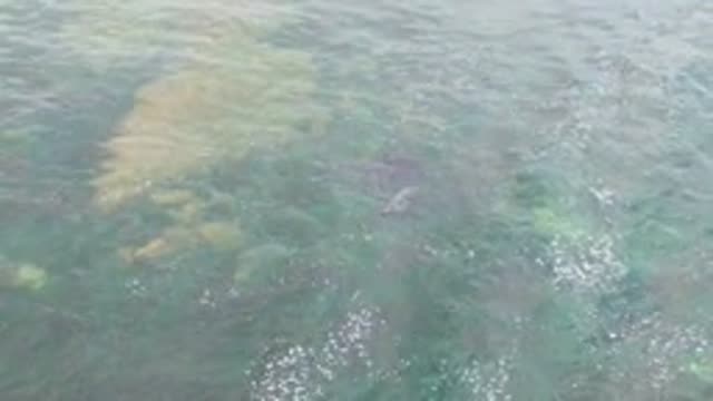 LA BOCANA BCS MEXICO-2022: Small Fish Swimming in Shallow Clear Water