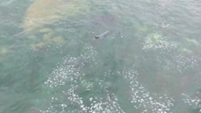 LA BOCANA BCS MEXICO-2022: Sea Turtle Swimming in Clear Shallow Water