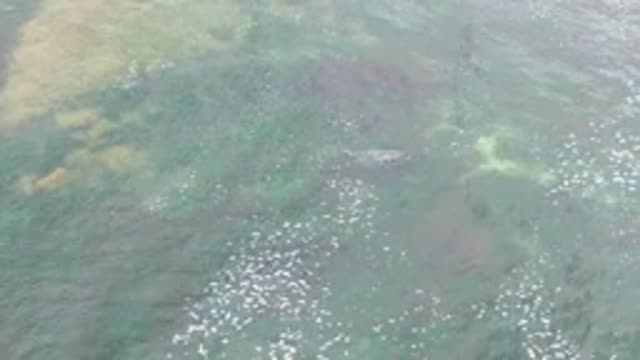 LA BOCANA BCS MEXICO-2022: Overhead View of a Small Fish Swimming in Shallow Water