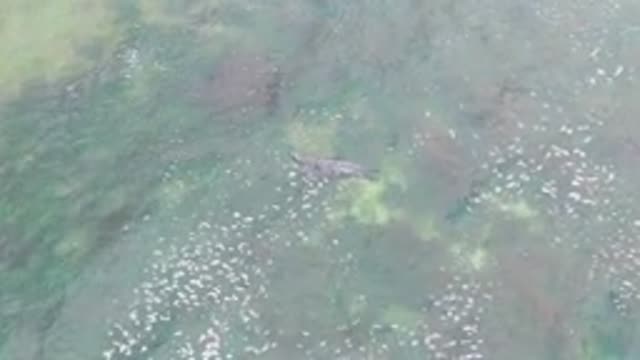 LA BOCANA BCS MEXICO-2022: Overhead View of Crocodile Swimming in Shallow Water