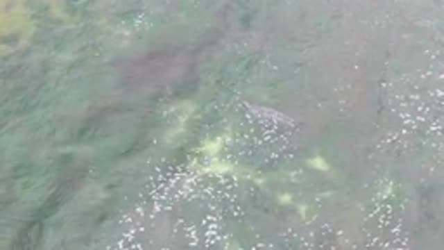 LA BOCANA BCS MEXICO-2022: Crocodile Swimming in Shallow Clear Water