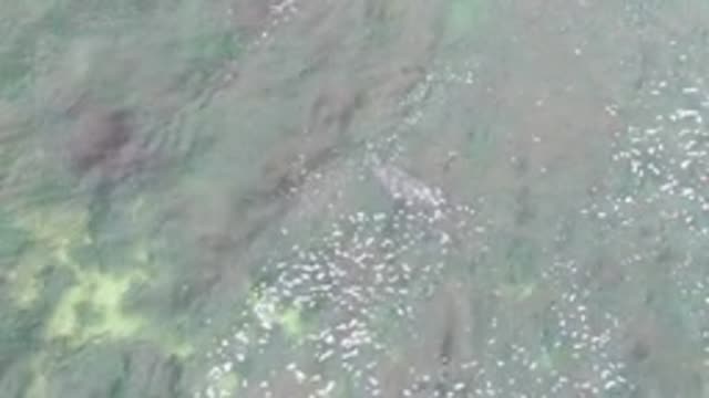 LA BOCANA BCS MEXICO-2022: Crocodile Moving Through Shallow Water