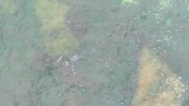 LA BOCANA BCS MEXICO-2022: Shallow Water with Submerged Rocks and Algae From Above