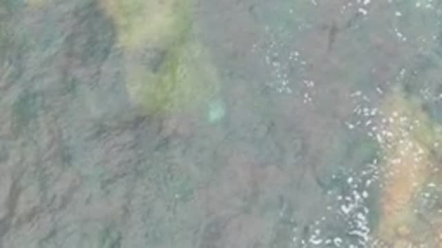 LA BOCANA BCS MEXICO-2022: Small Fish Swimming over Colorful Ocean Floor
