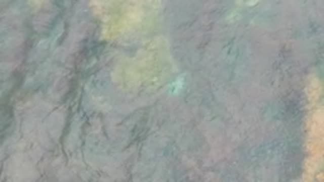 LA BOCANA BCS MEXICO-2022: Small Fish Swimming over Textured Seabed