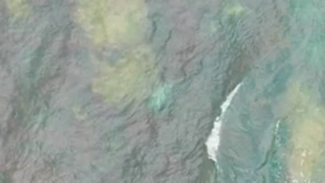 LA BOCANA BCS MEXICO-2022: Crocodile Swimming in Shallow Water