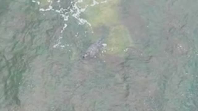 LA BOCANA BCS MEXICO-2022: Whale Gliding Through Shallow Turquoise Water