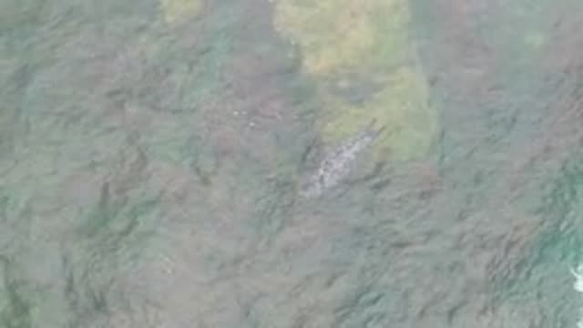 LA BOCANA BCS MEXICO-2022: Overhead View of a Fish Swimming in Shallow Water