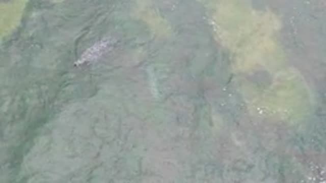 LA BOCANA BCS MEXICO-2022: Crocodile Swimming in Shallow Clear Water