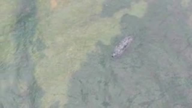 LA BOCANA BCS MEXICO-2022: Crocodile Swimming in Shallow Water Before Waves