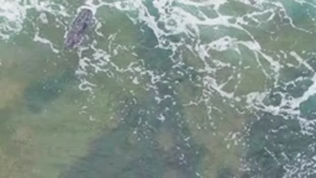 LA BOCANA BCS MEXICO-2022: Crocodile Swimming in Shallow Clear Water