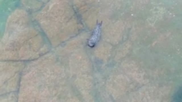 LA BOCANA BCS MEXICO-2022: Seal Moving in Shallow Clear Water over Rocky Seabed
