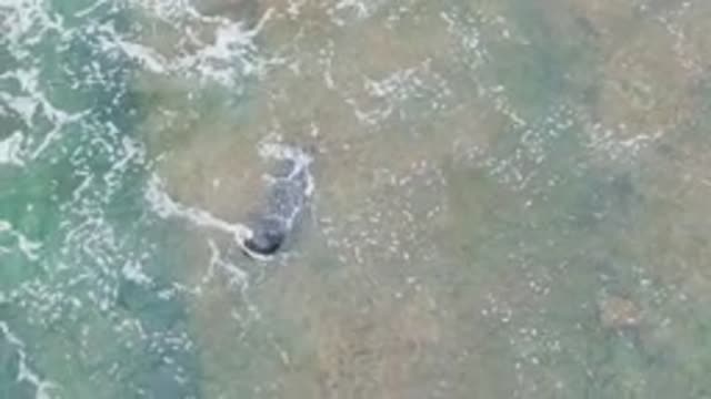 LA BOCANA BCS MEXICO-2022: Whale Swimming in Shallow Clear Ocean Water