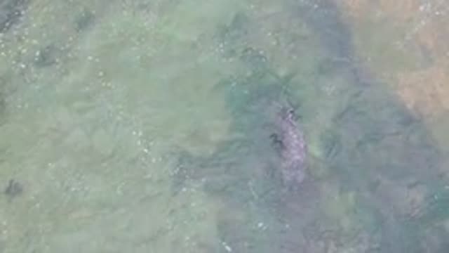 LA BOCANA BCS MEXICO-2022: Seal Swimming in Shallow Water As Wave Approaches
