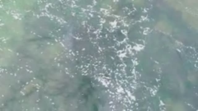 LA BOCANA BCS MEXICO-2022: Marine Animal Swimming Through Clear Water with Bubbles