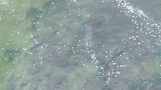 LA BOCANA BCS MEXICO-2022: Overhead View of a Fish Swimming in Clear Shallow Water