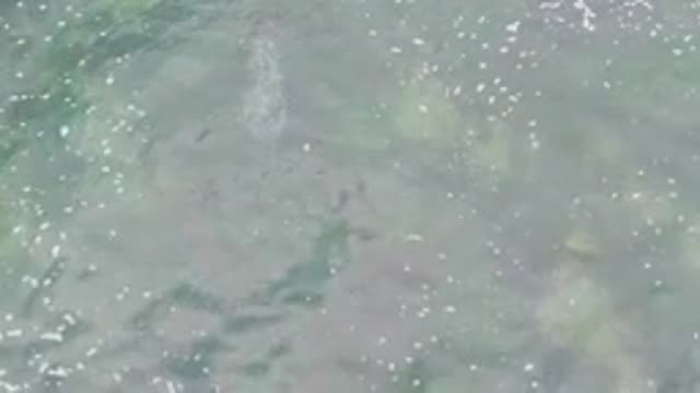 LA BOCANA BCS MEXICO-2022: Dolphin Swimming Underwater with Rising Bubbles
