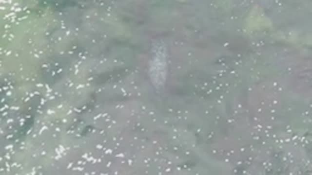 LA BOCANA BCS MEXICO-2022: Fish Swimming in Shallow Clear Water