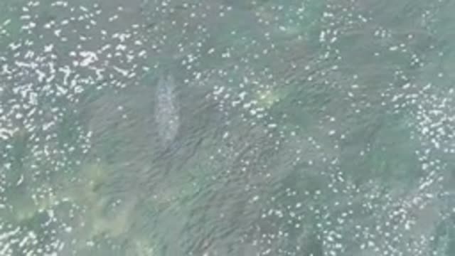 LA BOCANA BCS MEXICO-2022: Whale Surfacing and Spouting in Ocean Water