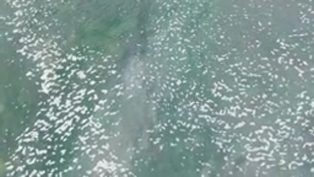 LA BOCANA BCS MEXICO-2022: Marine Animal Surfacing Through Foamy Water
