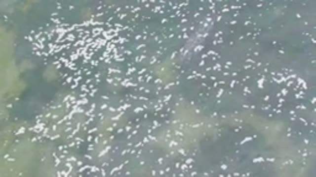 LA BOCANA BCS MEXICO-2022: Manatee Swimming in Shallow Clear Water
