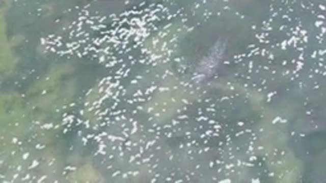 LA BOCANA BCS MEXICO-2022: Overhead View of Fish Swimming in Clear Shallow Water