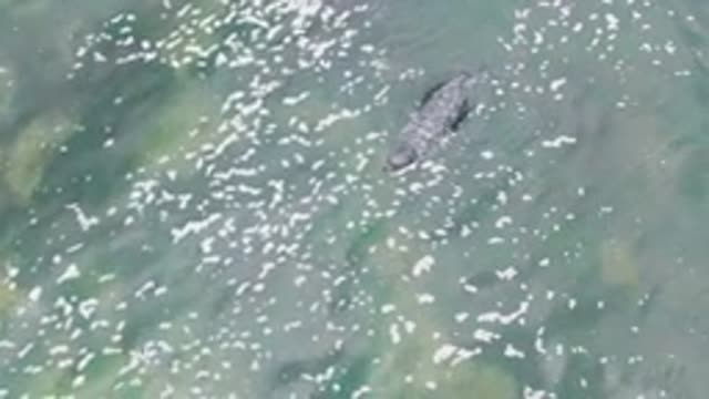 LA BOCANA BCS MEXICO-2022: Manatee Gliding Through Shallow Clear Water