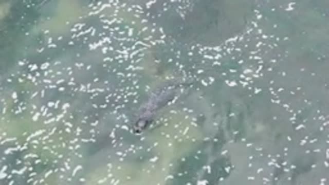 LA BOCANA BCS MEXICO-2022: Crocodile Swimming in Shallow Clear Water