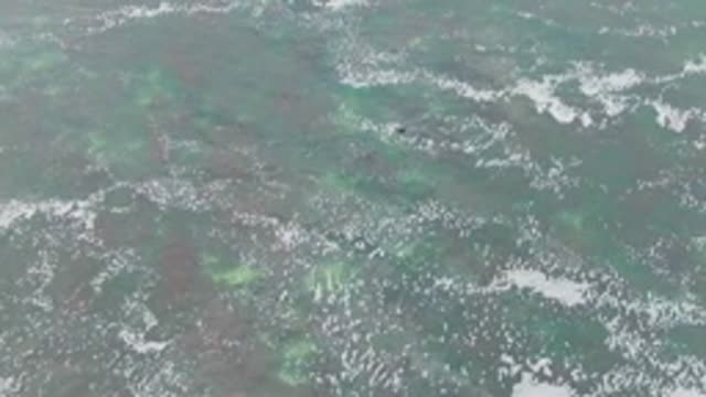 LA BOCANA BCS MEXICO-2022: Marine Animal Swimming and Surfacing in Clear Ocean
