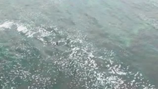 LA BOCANA BCS MEXICO-2022: Marine Animals Swimming in Ocean Surface