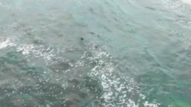 LA BOCANA BCS MEXICO-2022: Marine Mammals Swimming in Shallow Ocean Waters