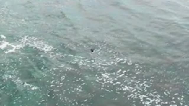 LA BOCANA BCS MEXICO-2022: Bird Moving Through Ocean Surface