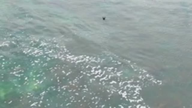 LA BOCANA BCS MEXICO-2022: Seals Swimming in Clear Turquoise Ocean Water