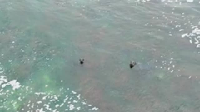 LA BOCANA BCS MEXICO-2022: Two Sea Turtles Swimming in Shallow Ocean Water