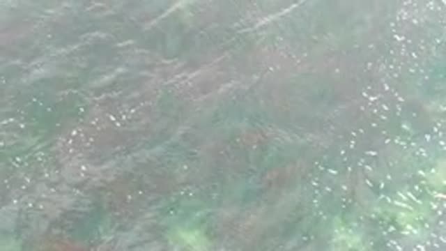 LA BOCANA BCS MEXICO-2022: Clear Shallow Water with Moving Seaweed and Ripples