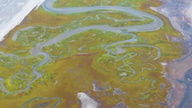 PUENTA ABREOJOS BCS MEXICO-2022: Wetland with Meandering Water Channels and Green Vegetation