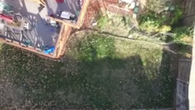 HIDDEN LAKE COLORADO-2016: Aerial Footage Of A Grassy Backyard With Leaves On It