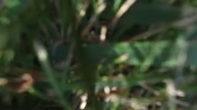 HIDDEN LAKE COLORADO-2016: Footage Of An Unknown Green Plant