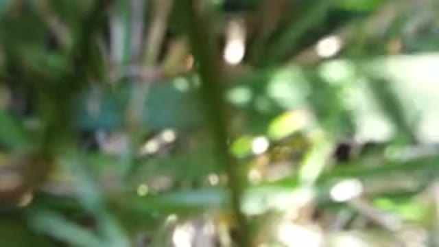 HIDDEN LAKE COLORADO-2016: A Blurry Footage Of Green Plants