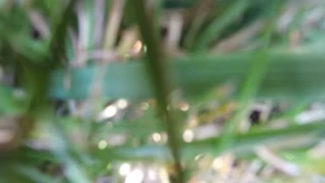 HIDDEN LAKE COLORADO-2016: Grass Foliage Green Texture Blurry Out Of Focus
